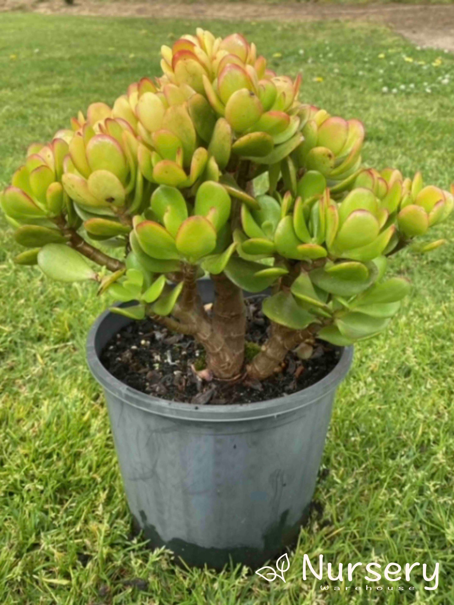 Crassula ovata 'Compacta' (Compact Jade Plant)