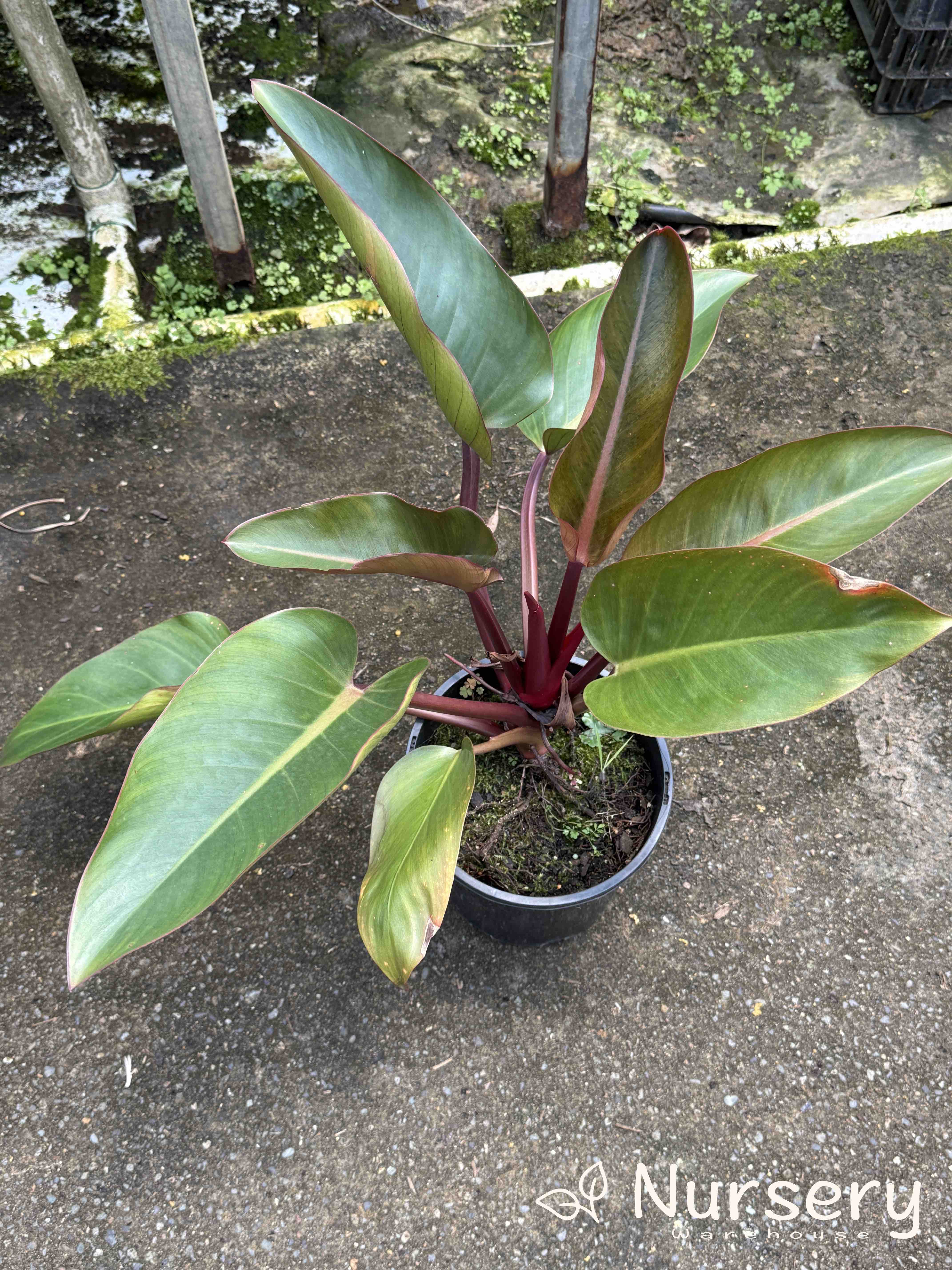 Philodendron Rojo Congo (end of batch, not uniform)