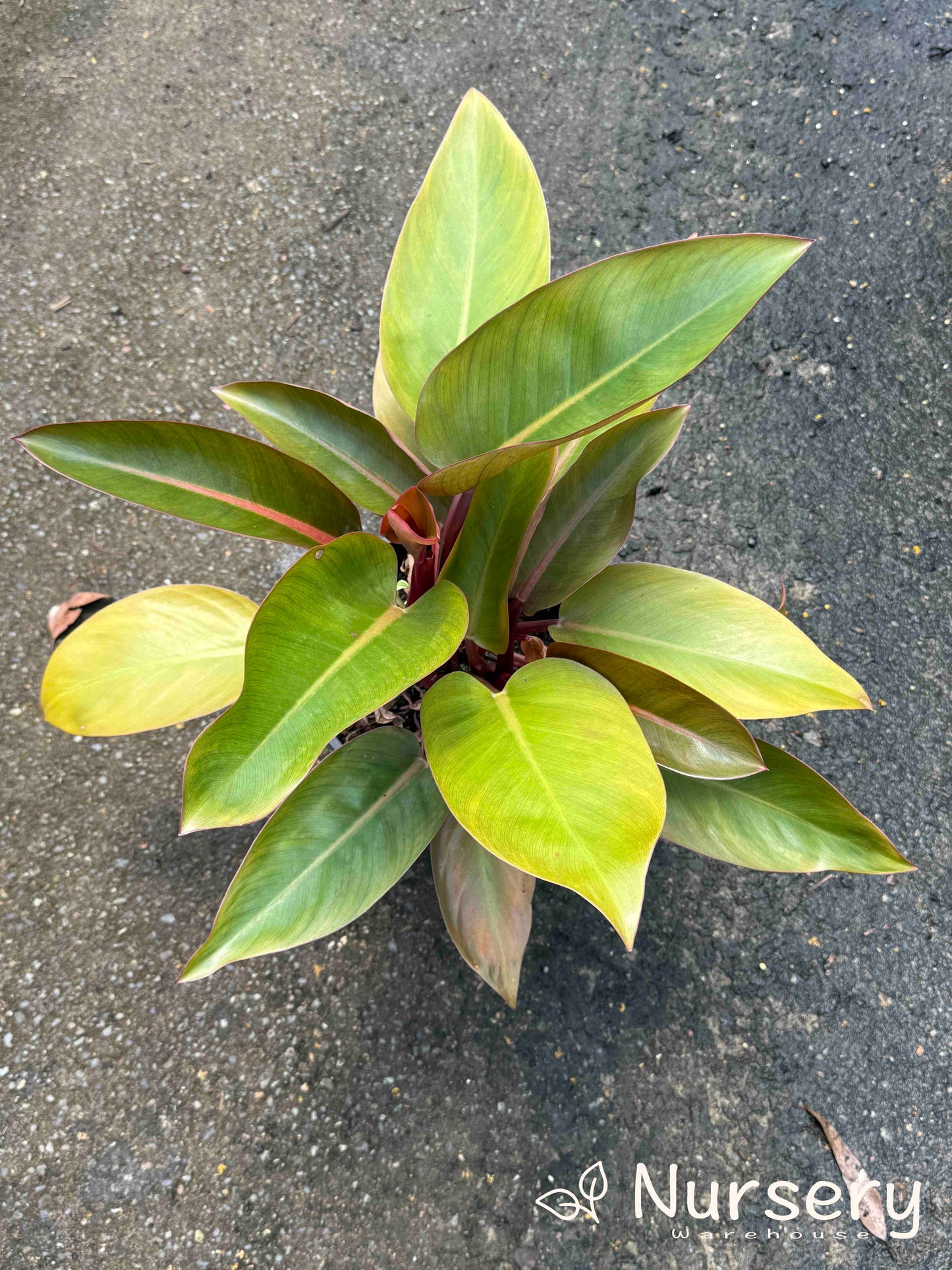 Philodendron Rojo Congo (end of batch, not uniform)
