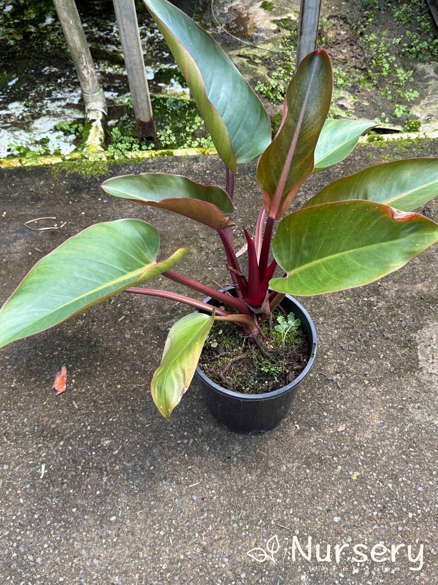 Philodendron Rojo Congo (end of batch, not uniform)
