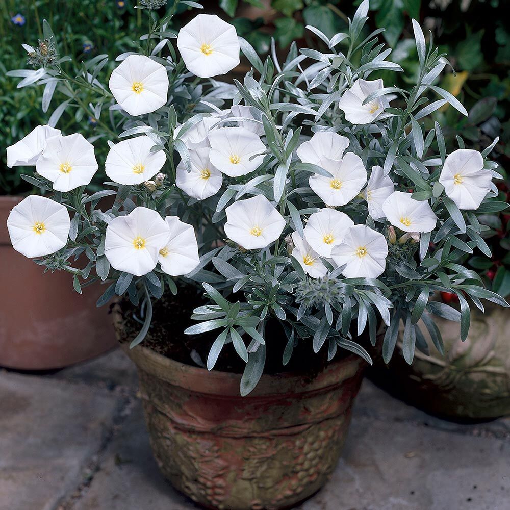 Convolvulus Cneorum (Silver Bush)