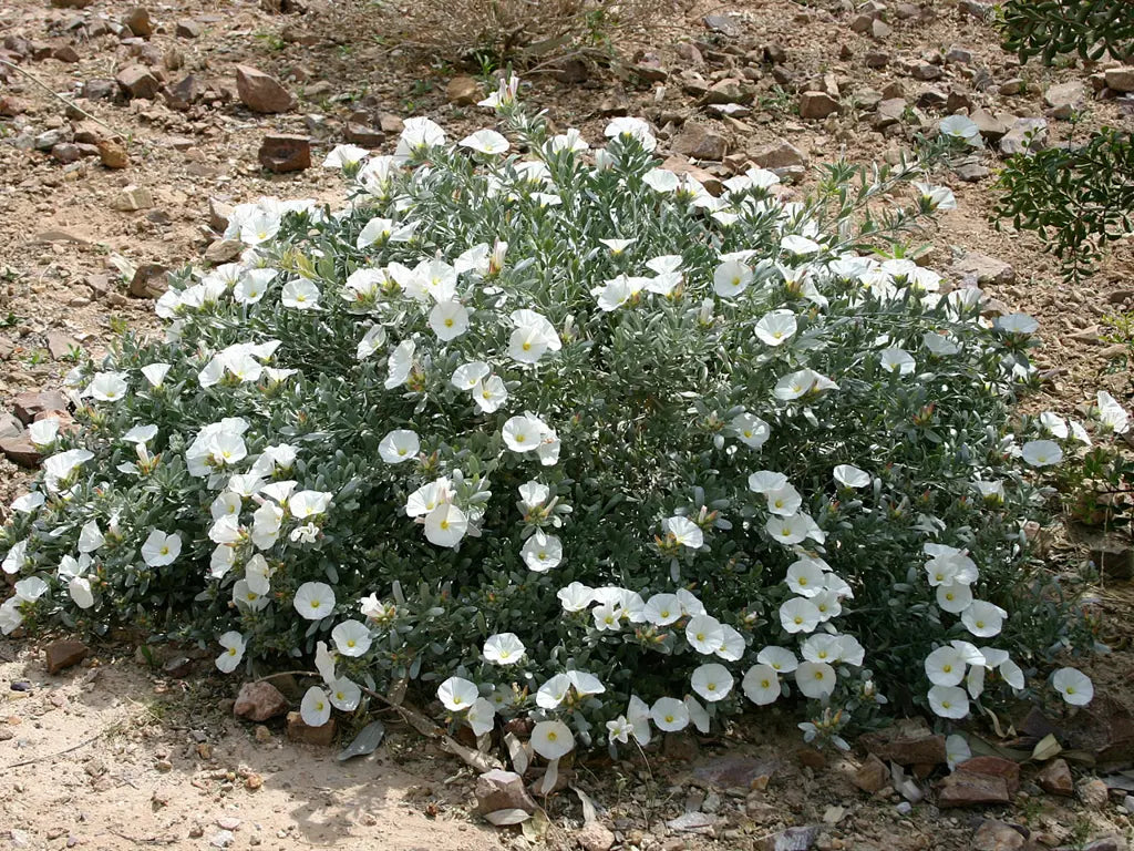 Convolvulus Cneorum (Silver Bush)