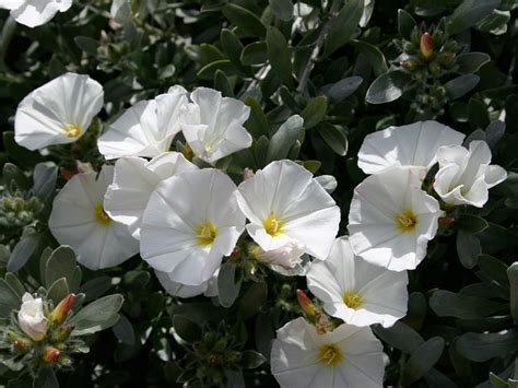 Convolvulus Cneorum (Silver Bush)