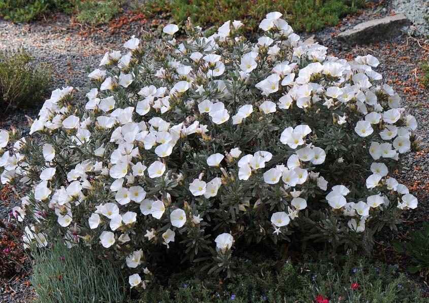 Convolvulus Cneorum (Silver Bush)