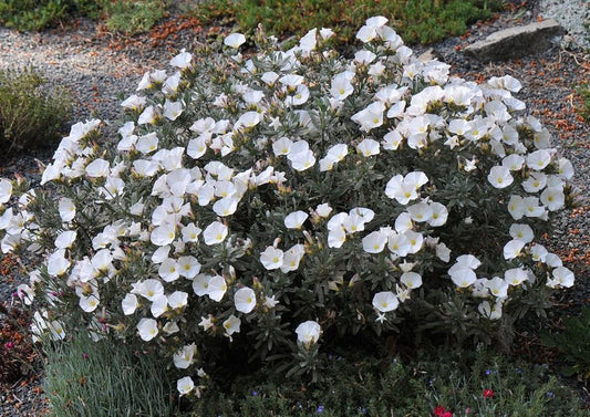 Convolvulus Cneorum (Silver Bush)