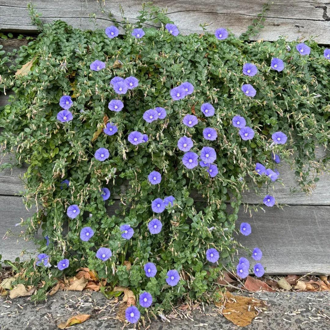 Convolvulus Sabatius Early Blue