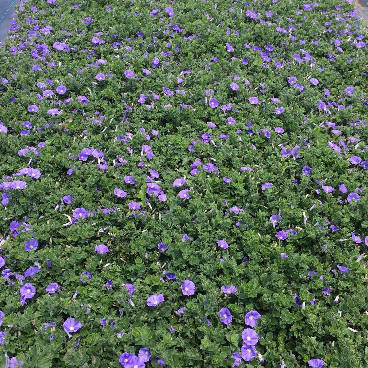 Convolvulus Sabatius Early Blue