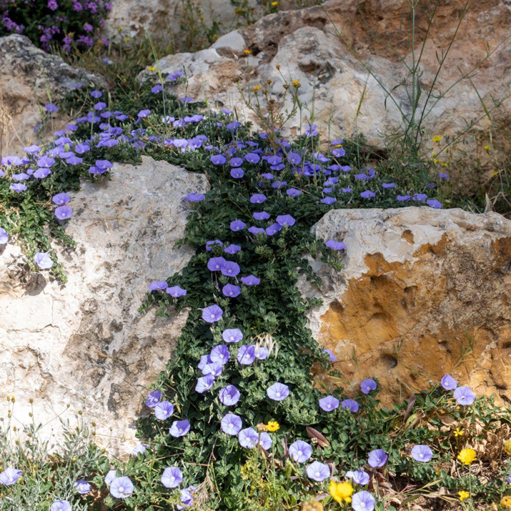 Convolvulus Sabatius Early Blue