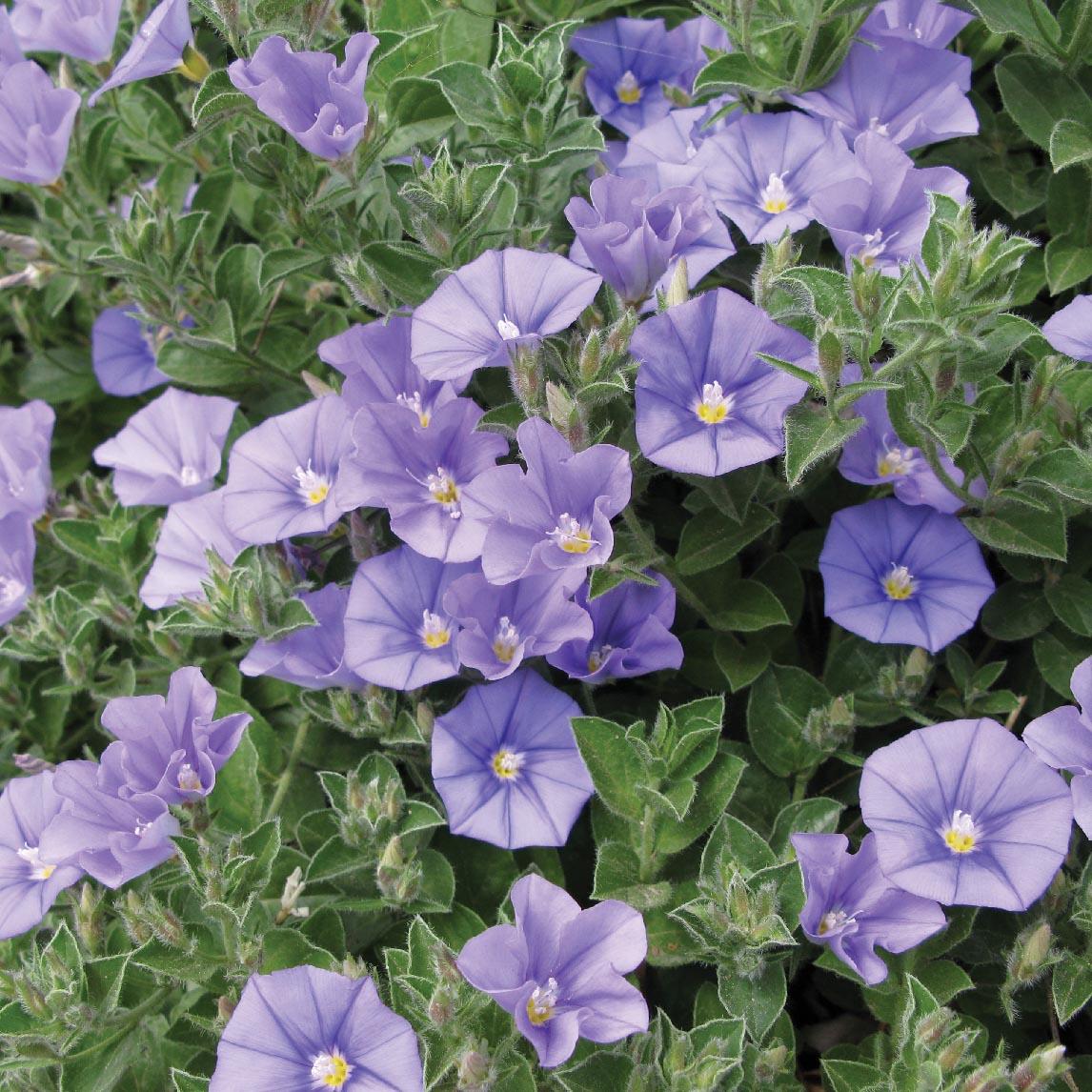 Convolvulus Sabatius Early Blue