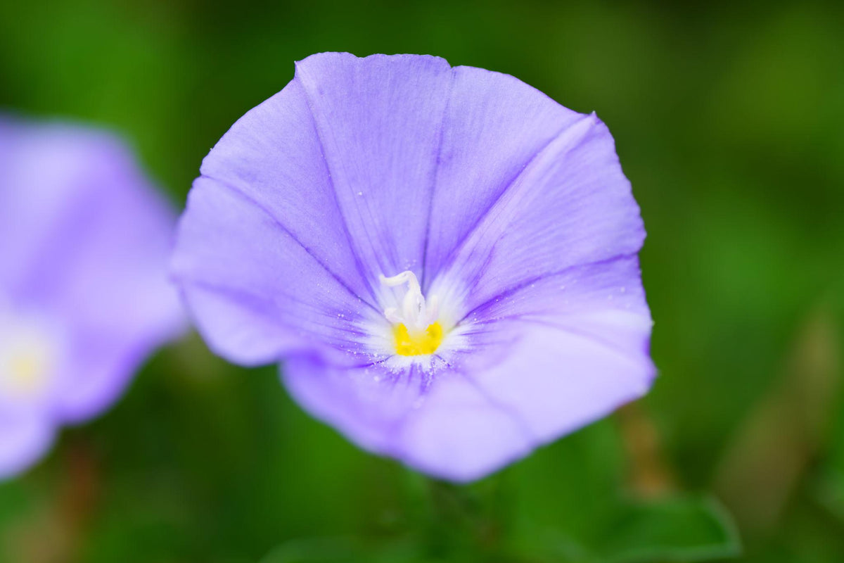 Convolvulus Sabatius Early Blue