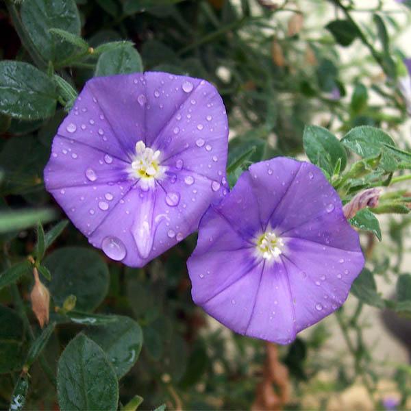 Convolvulus Sabatius Early Blue