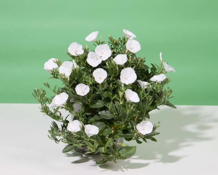Convolvulus Sabatius Prime White