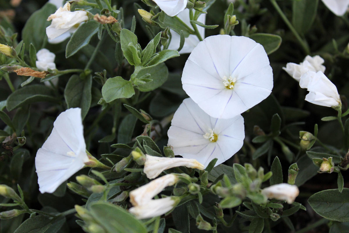 Convolvulus Sabatius Prime White