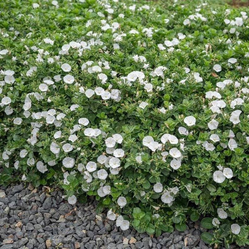 Convolvulus Sabatius Prime White
