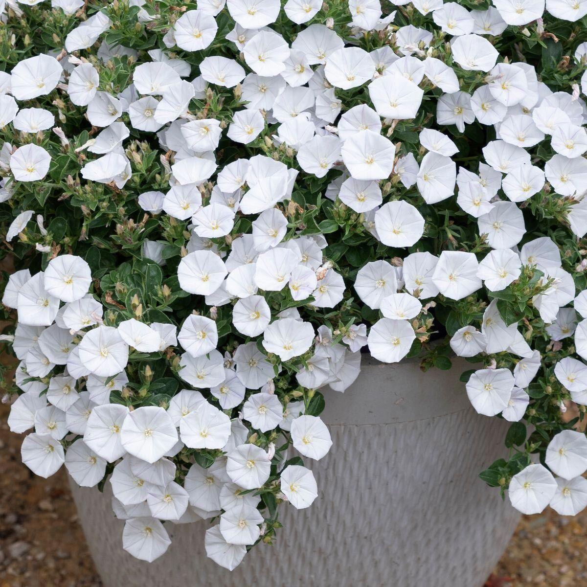Convolvulus Sabatius Prime White