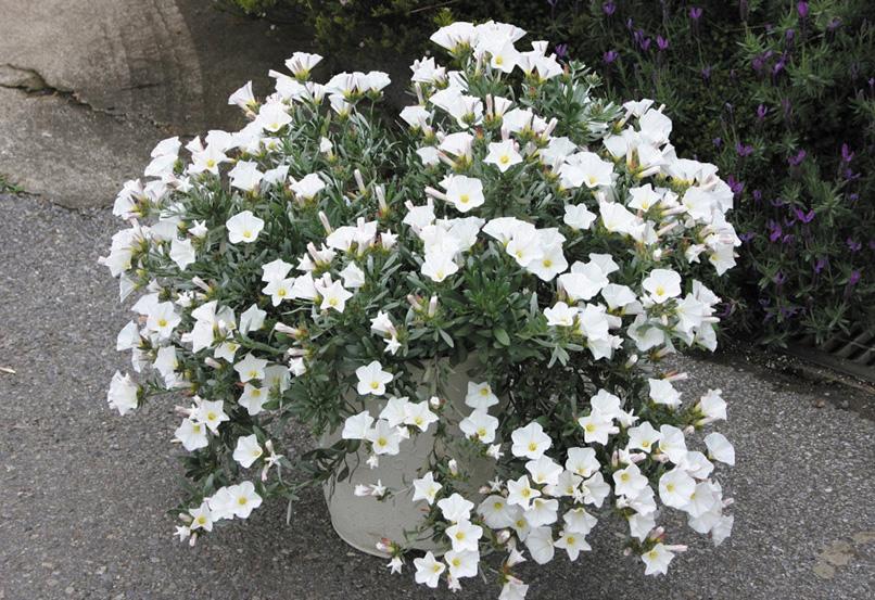 Convolvulus Sabatius Prime White