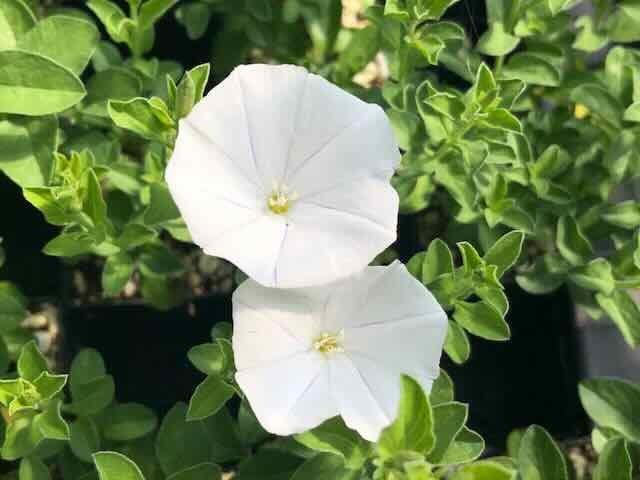 Convolvulus Sabatius Prime White