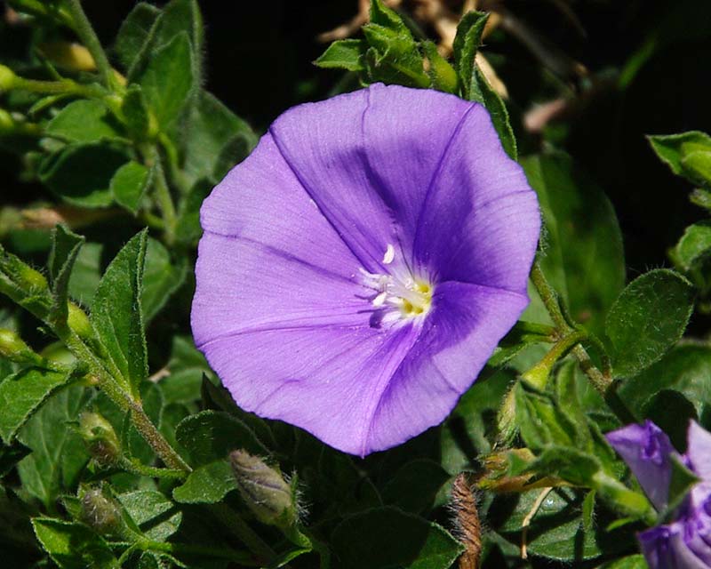 Convolvulus mauritanicus (Trailing Bindweed)
