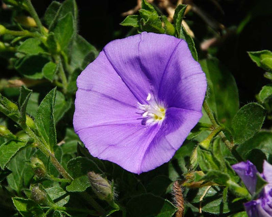 Convolvulus mauritanicus (Trailing Bindweed)