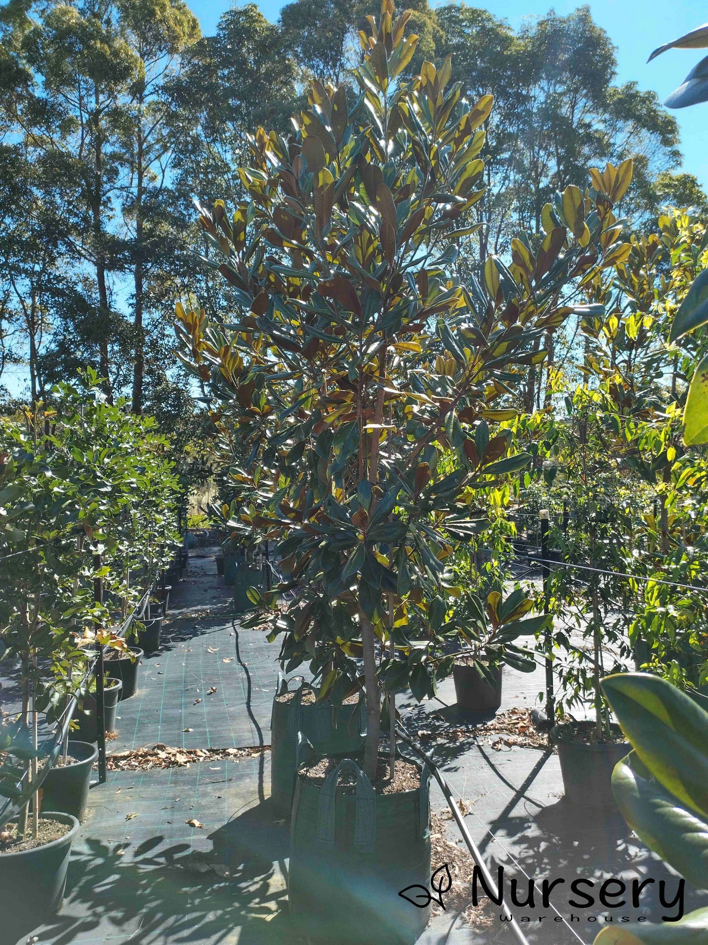 Magnolia Grandiflora (Coolwyn Gloss)