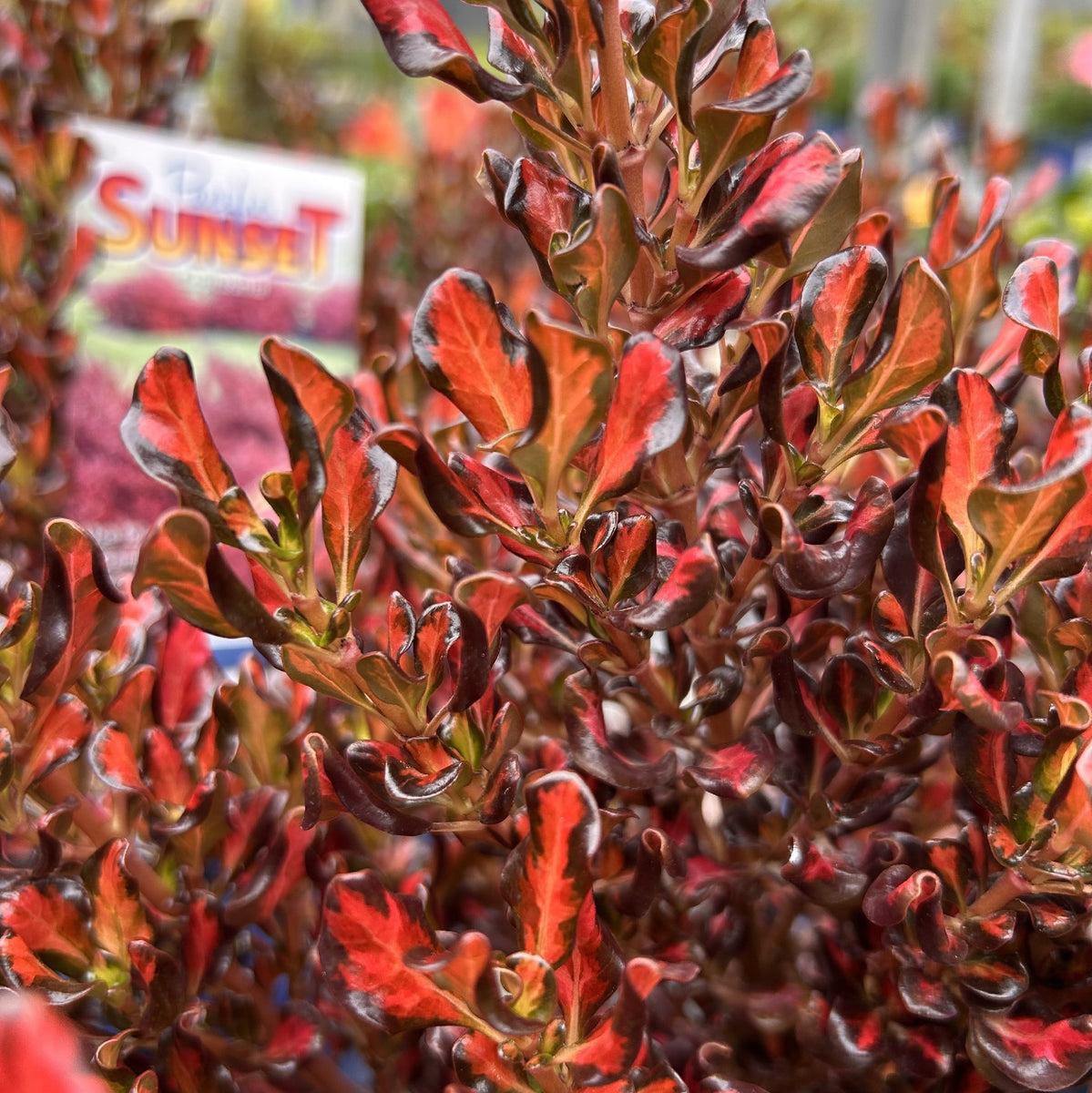 Coprosma Repens ‘Pacific Sunset’ (Pacific Sunset Mirror Bush)