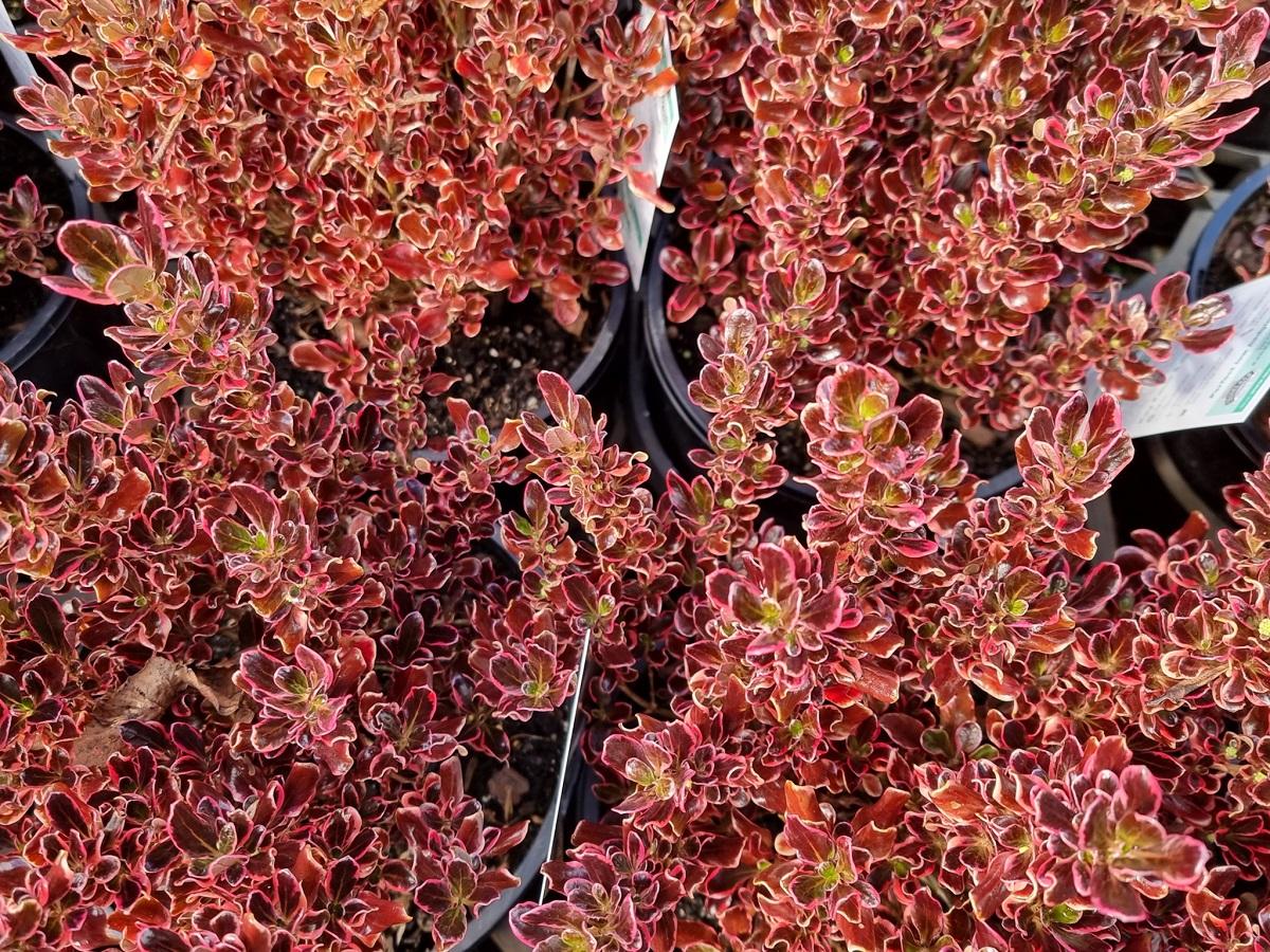 Coprosma Repens ‘Pacific Sunrise’ (Pacific Sunrise Mirror Bush)