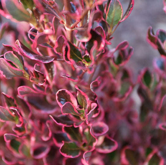 Coprosma Repens ‘Pacific Sunrise’ (Pacific Sunrise Mirror Bush)