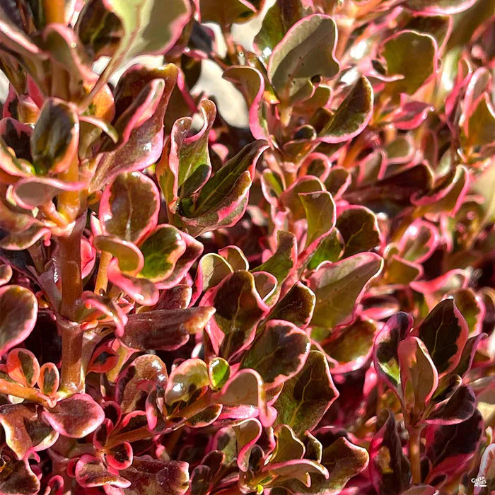 Coprosma Repens ‘Pacific Sunrise’ (Pacific Sunrise Mirror Bush)