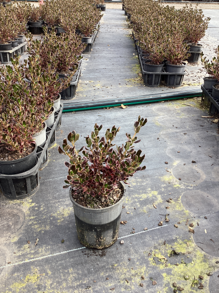 Coprosma Repens ‘Pacific Sunrise’ (Pacific Sunrise Mirror Bush)