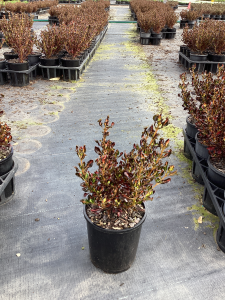 Coprosma Repens ‘Pacific Sunset’ (Pacific Sunset Mirror Bush)
