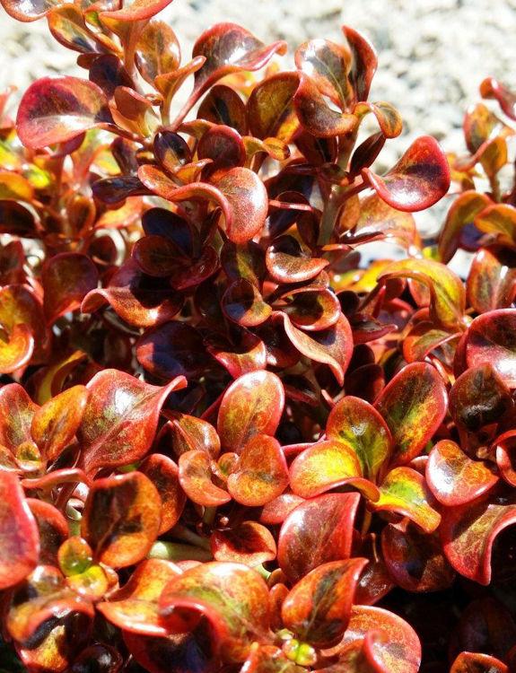 Coprosma repens ‘Tequila Sunrise’ (Mirror Bush)