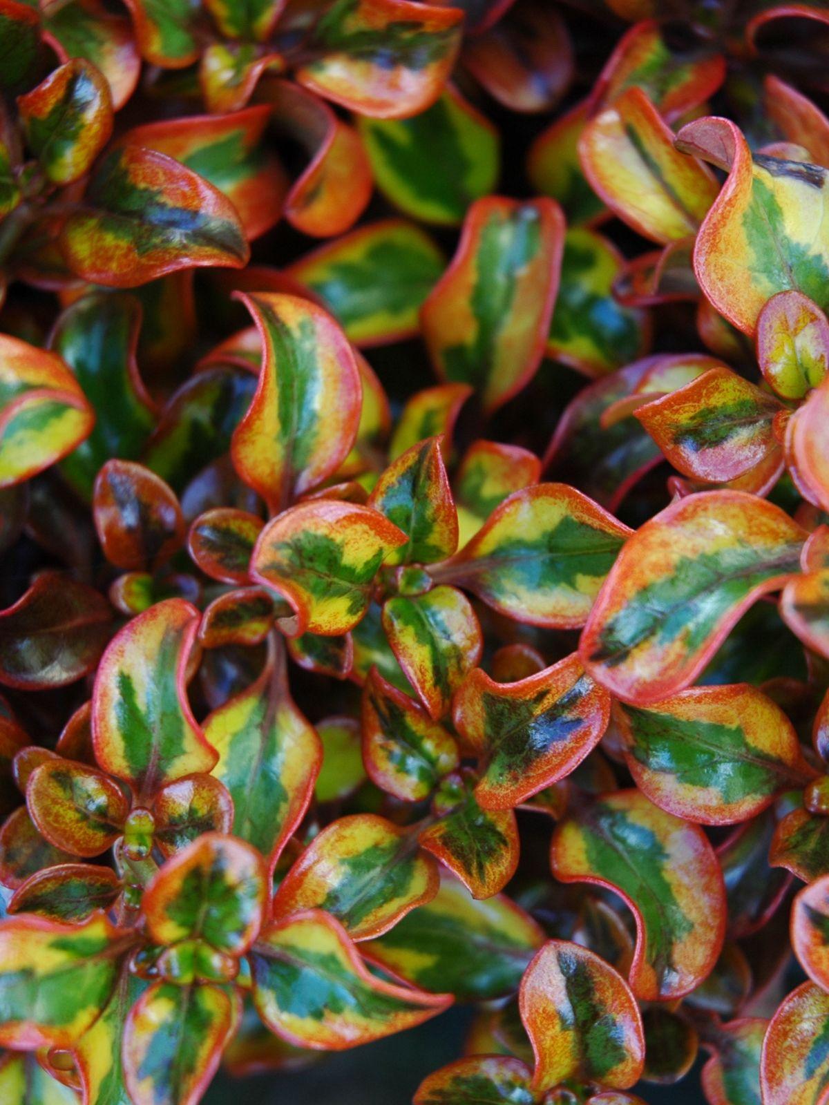 Coprosma repens ‘Tequila Sunrise’ (Mirror Bush)