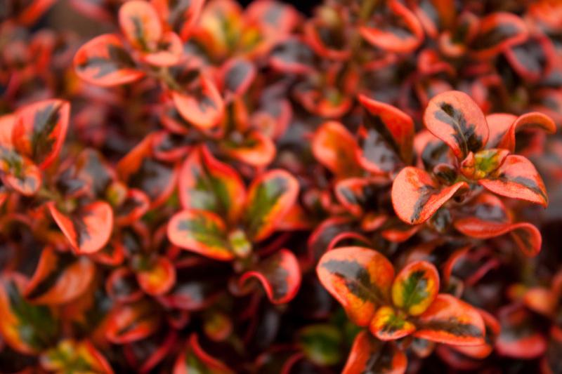 Coprosma repens ‘Tequila Sunrise’ (Mirror Bush)