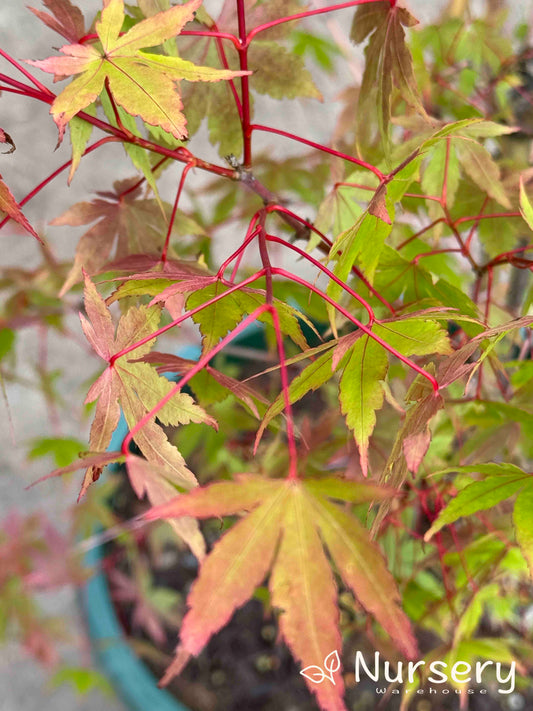 Acer Palmatum 'Sango Kaku' (upright - Senkaki | Sango Kaku | Coral Bark)