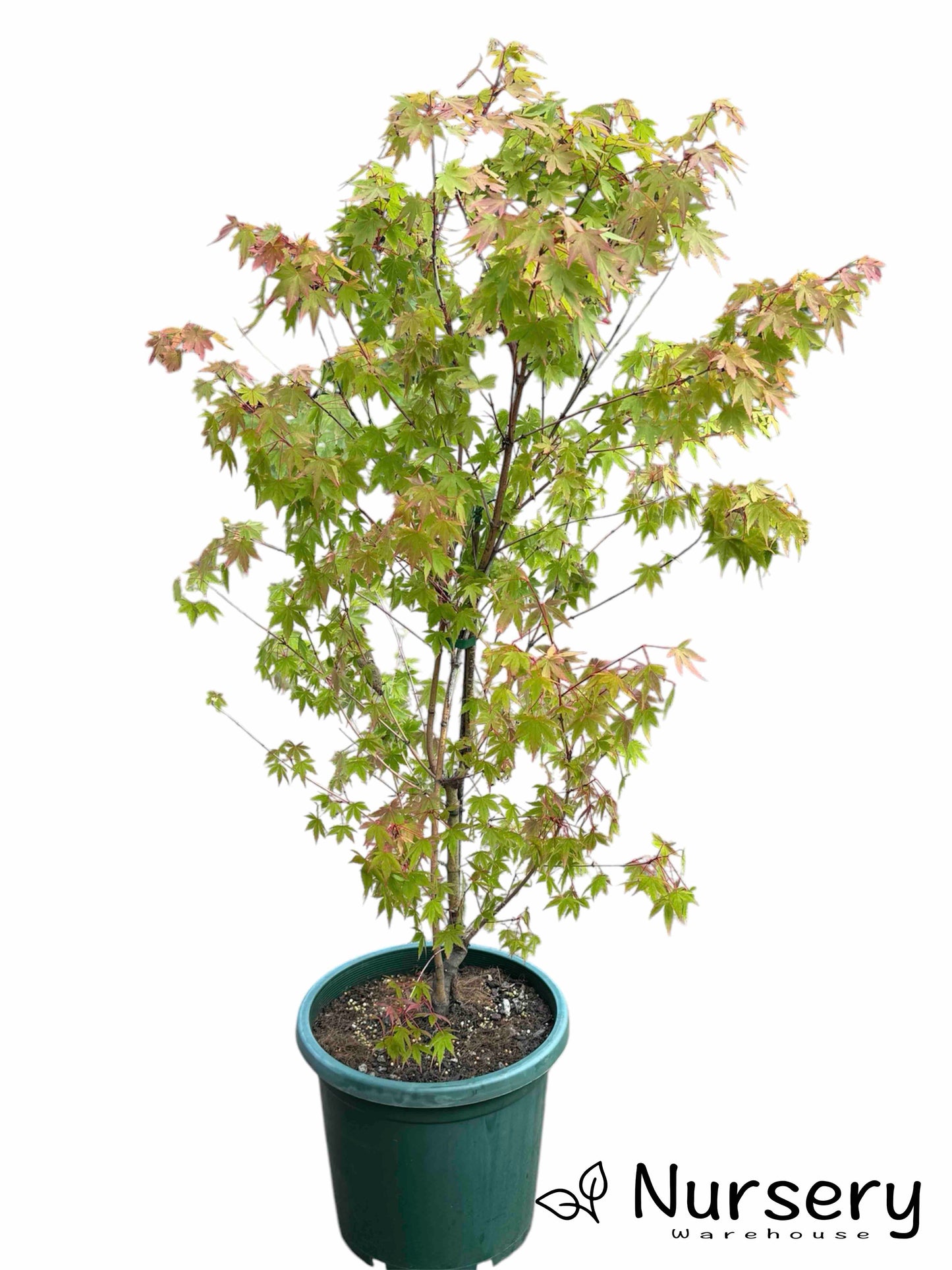 Acer Palmatum 'Senkaki' (upright)