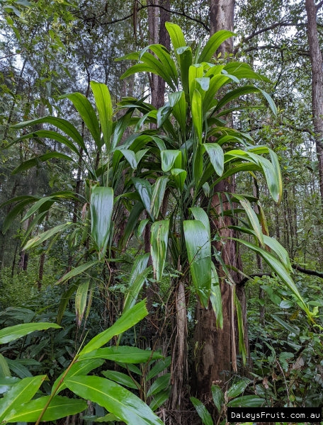 Cordyline Petiolaris (Broad-Leaved Palm Lily)