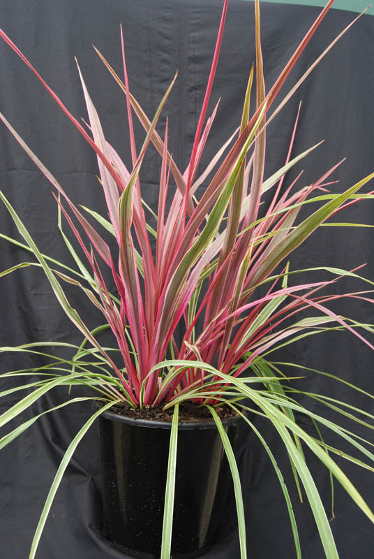 Cordyline Australis 'Can Can' (Can Can Cabbage Tree)