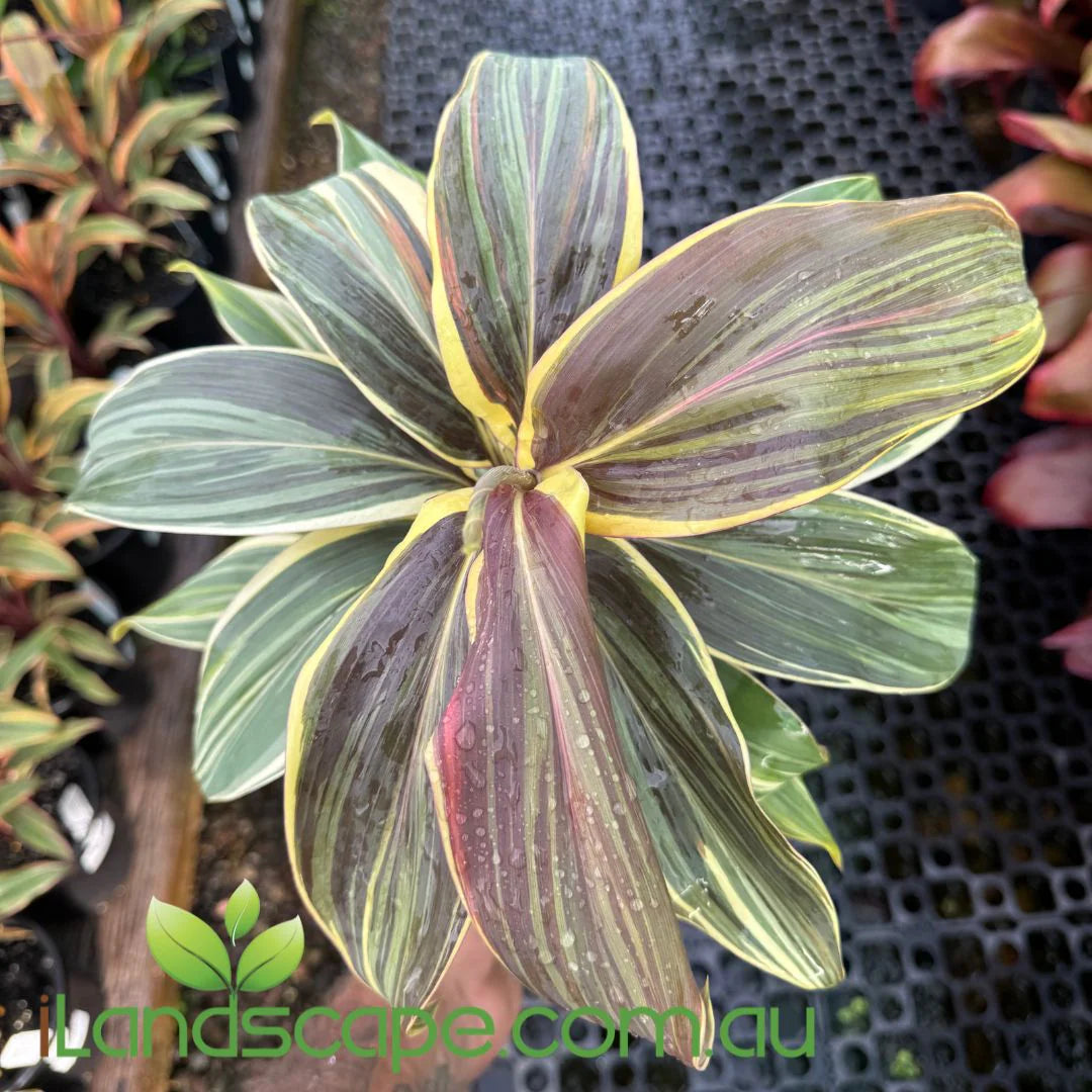 Cordyline Fruticosa ‘Chocolate Queen’ (Chocolate Queen Ti Plant)
