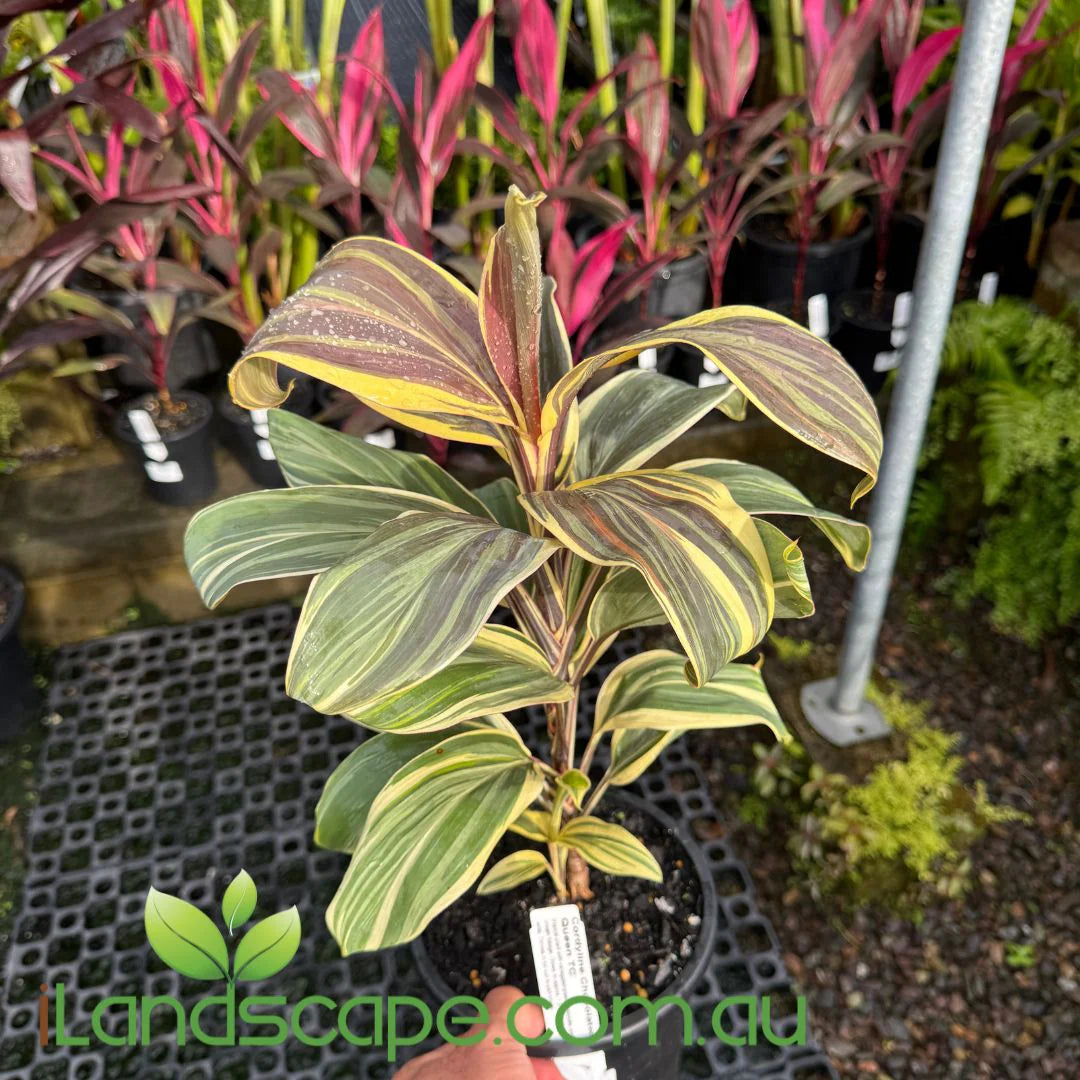 Cordyline Fruticosa ‘Chocolate Queen’ (Chocolate Queen Ti Plant)