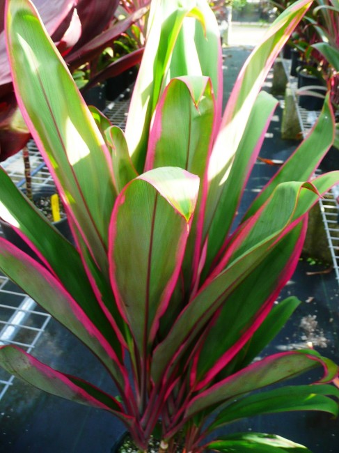 Cordyline Fruticosa 'Hilo Rainbow' (Hilo Rainbow)