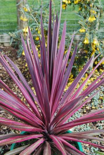 Cordyline fruticosa ‘Paso Doble’ (Cordyline)