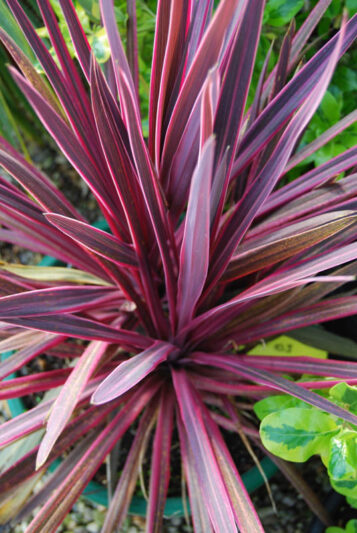 Cordyline fruticosa ‘Paso Doble’ (Cordyline)