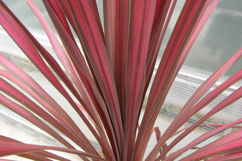 Cordyline australis ‘Salsa’ (Cabbage Tree)