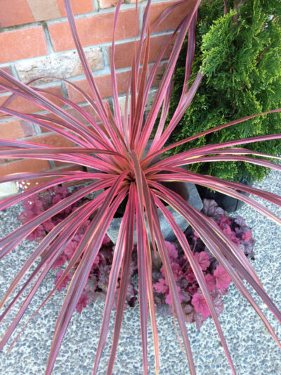 Cordyline australis ‘Salsa’ (Cabbage Tree)
