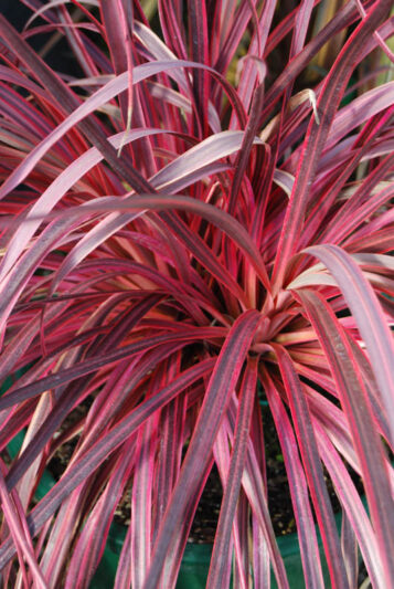 Cordyline australis ‘Salsa’ (Cabbage Tree)