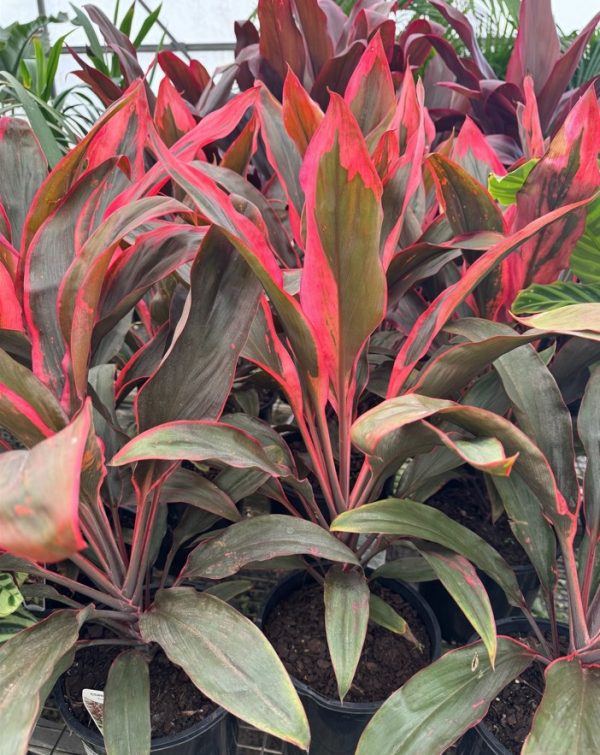 Cordyline fruticosa ‘Tangelo’ (Ti Plant)