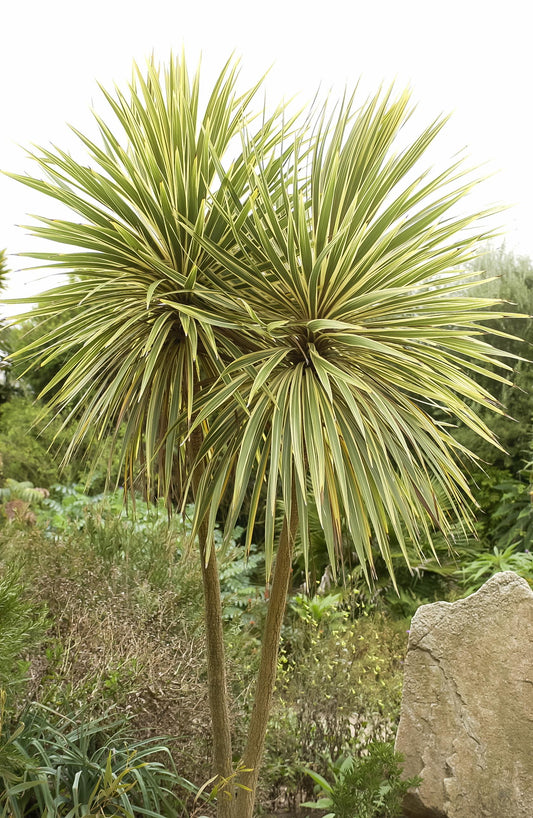 Cordyline Australis 'Albertii' (Cabbage Tree)
