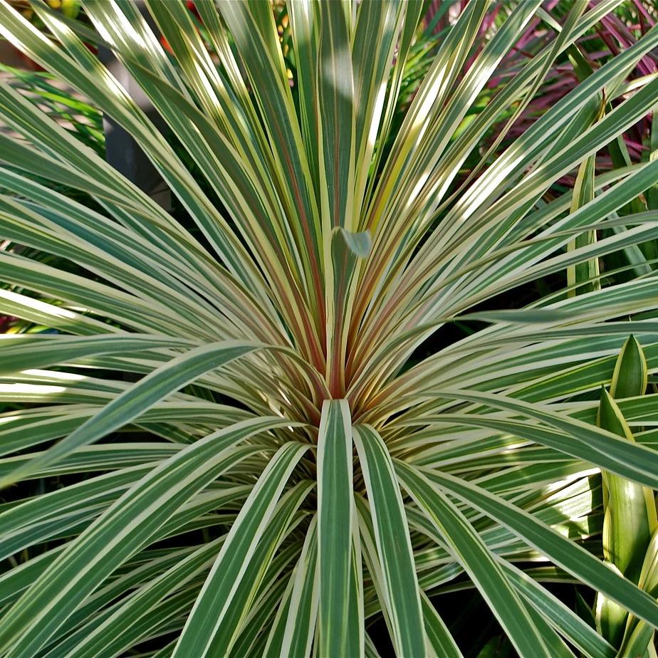 Cordyline Australis 'Albertii' (Cabbage Tree)
