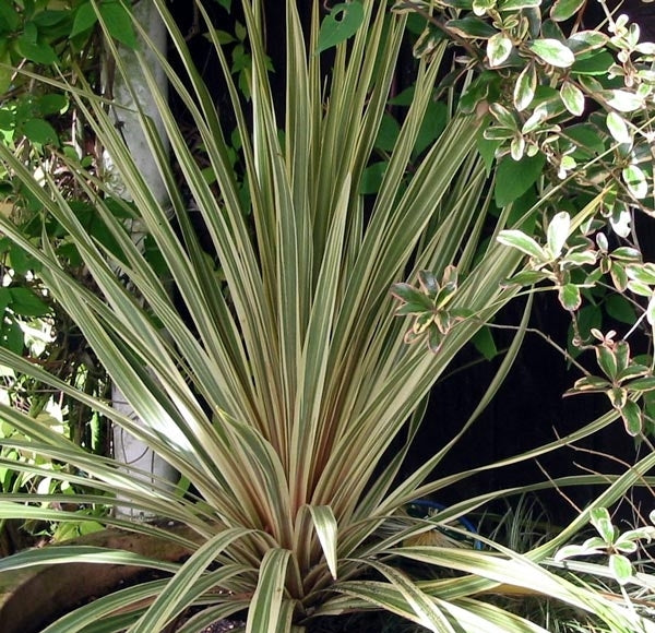Cordyline Australis 'Albertii' (Cabbage Tree)