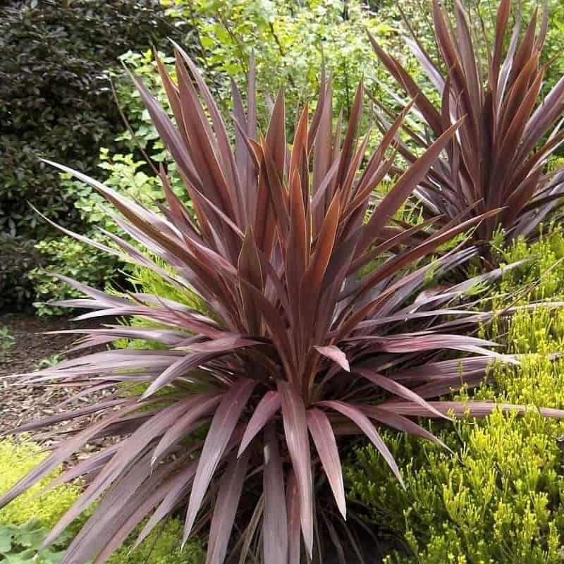 Cordyline Australis ‘Red Chocolate’ (Red Chocolate Cabbage Tree)